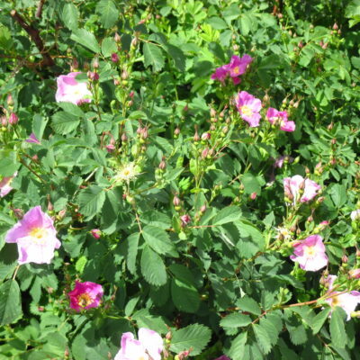 ROSA WOODSII (Woods’ Rose)