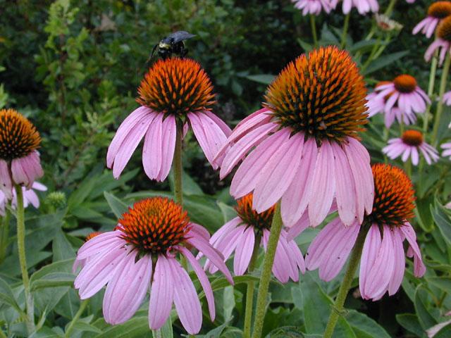 Echinacea Purpurea close up