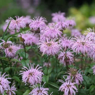 Monarda Fistulosa (Wild Bergamot)