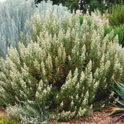 Chamaebatiaria millefolium (Fernbush)